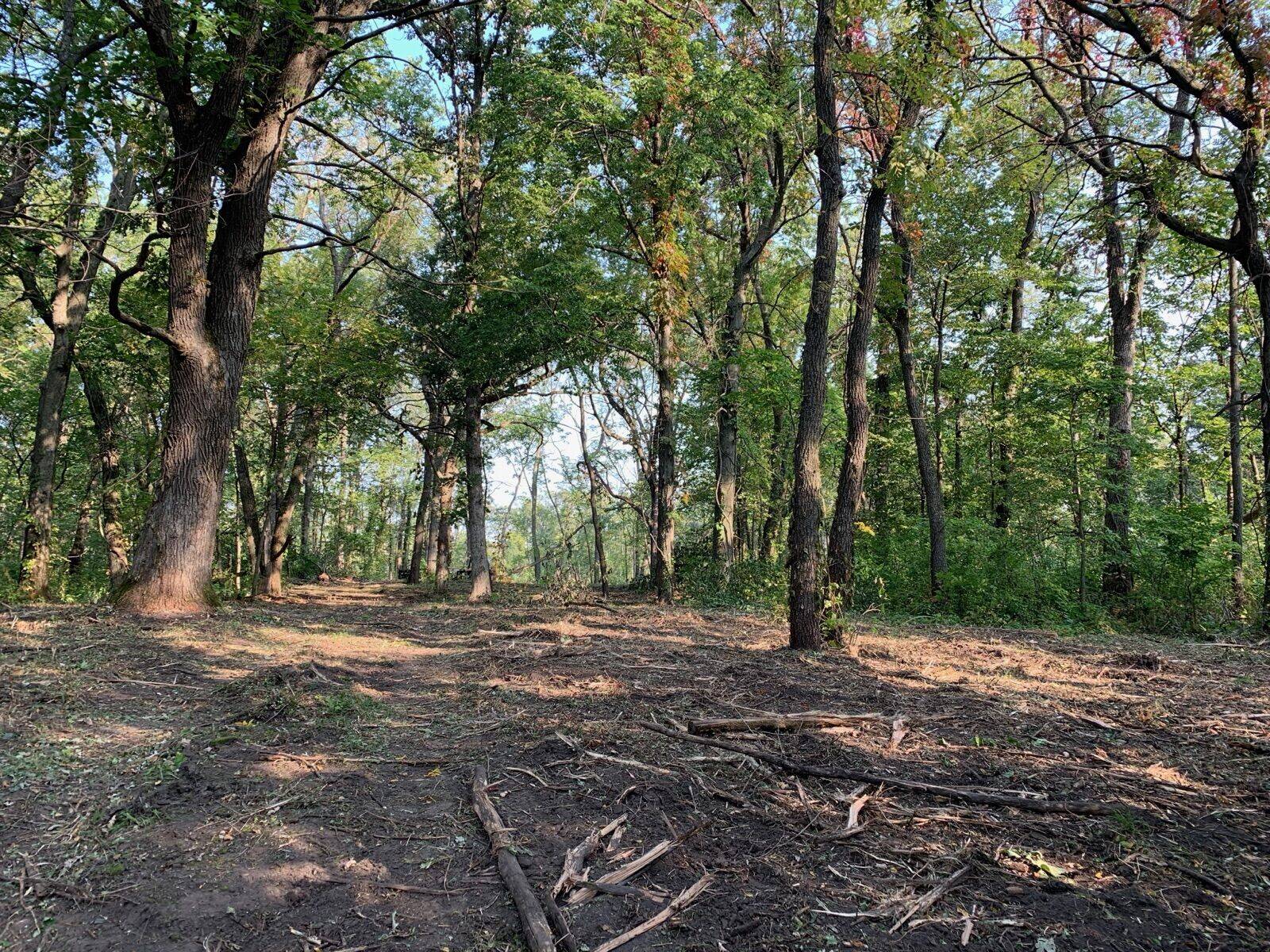 Maintained paths through the forest