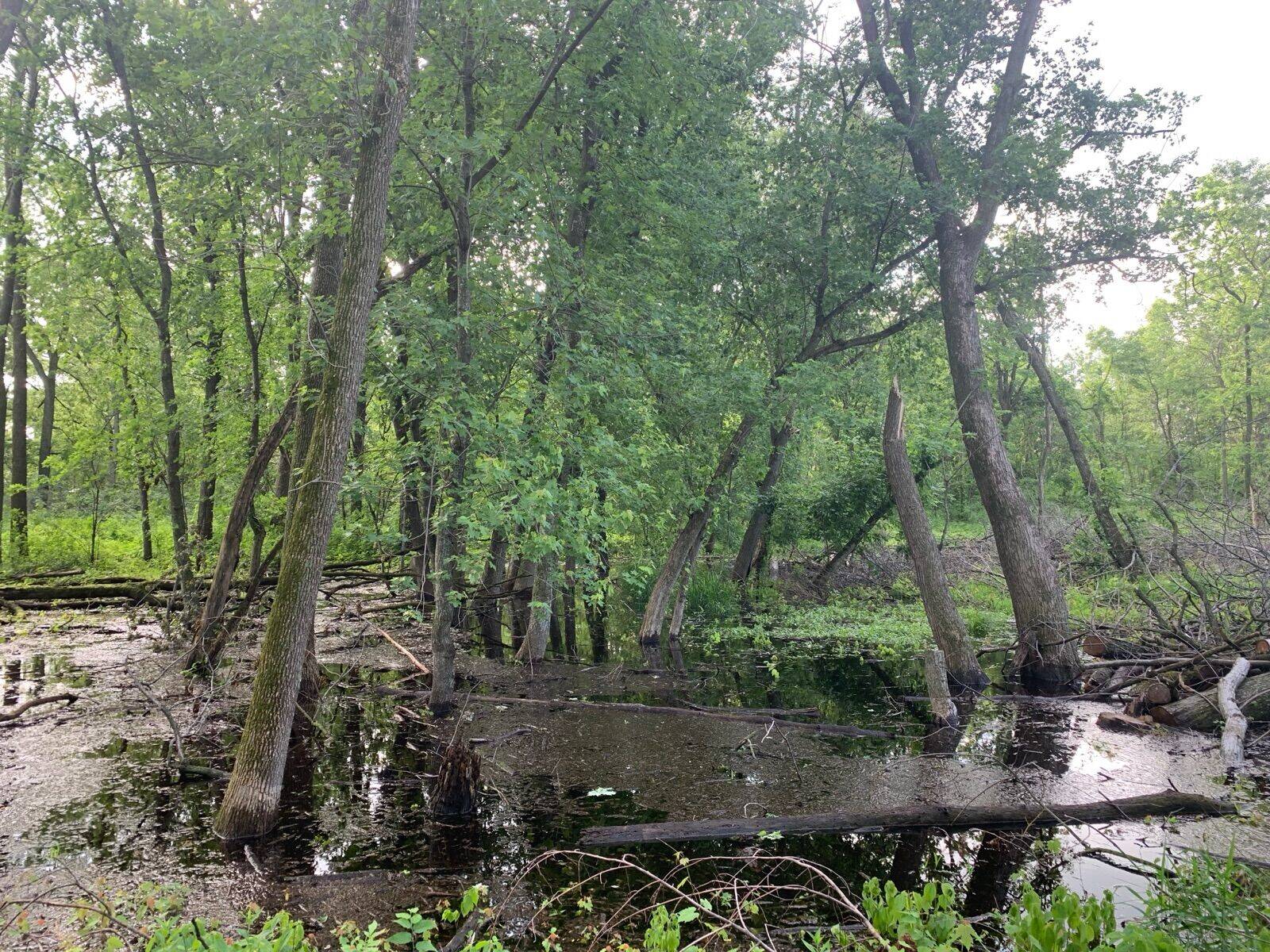 Wetlands habitat with native vegetation